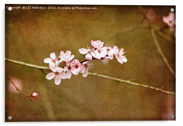 Cherry Blossom Time Acrylic by LIZ Alderdice