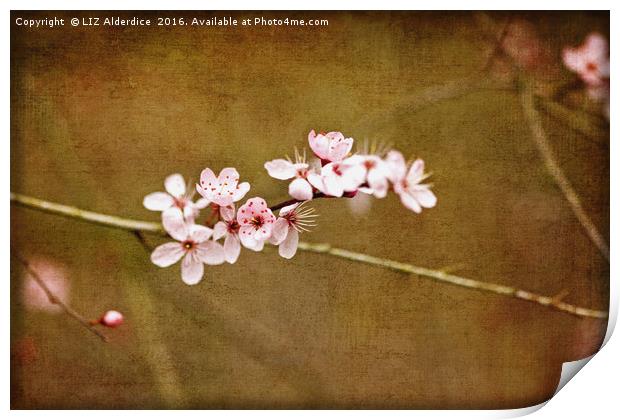 Cherry Blossom Time Print by LIZ Alderdice