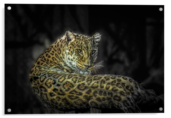 The Leopard Acrylic by Svetlana Korneliuk