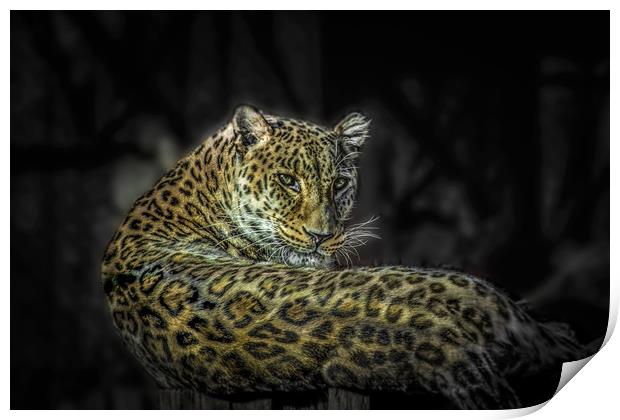 The Leopard Print by Svetlana Korneliuk
