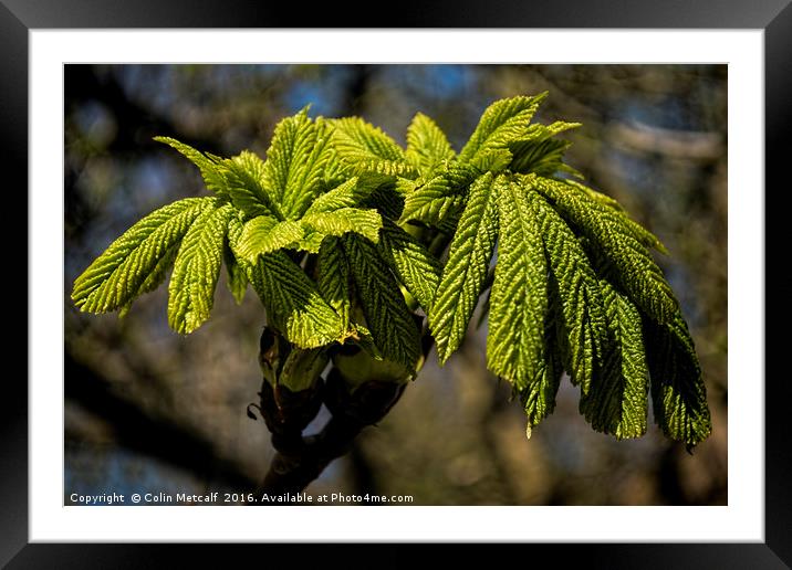 Bursting Forth Framed Mounted Print by Colin Metcalf