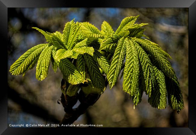 Bursting Forth Framed Print by Colin Metcalf