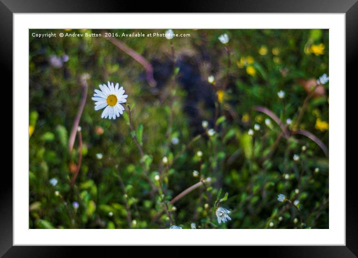 Daisy Droplets Framed Mounted Print by Andrew Button