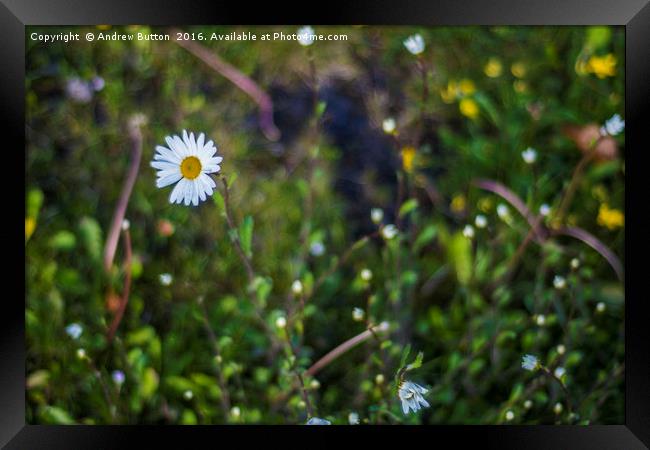 Daisy Droplets Framed Print by Andrew Button