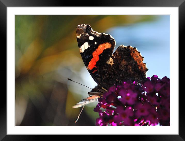 Flutterby Framed Mounted Print by Michelle O'Shea