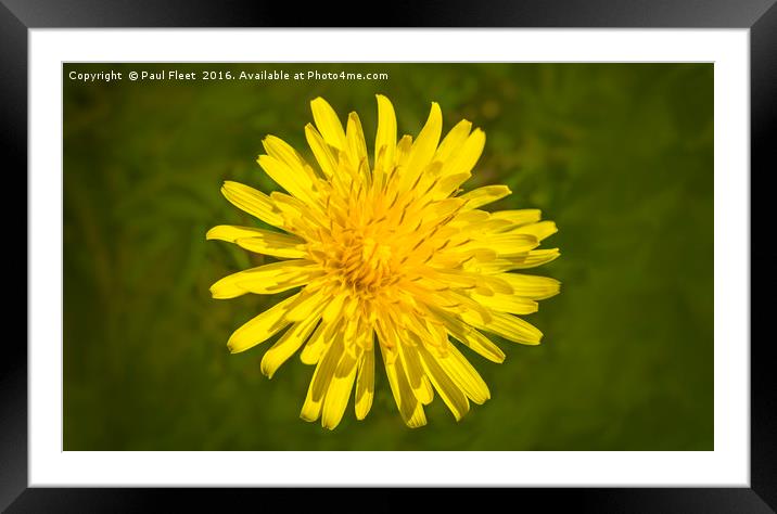 Dandelion in Bloom Framed Mounted Print by Paul Fleet