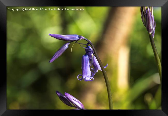 Vibrant Bluebell Flower Framed Print by Paul Fleet