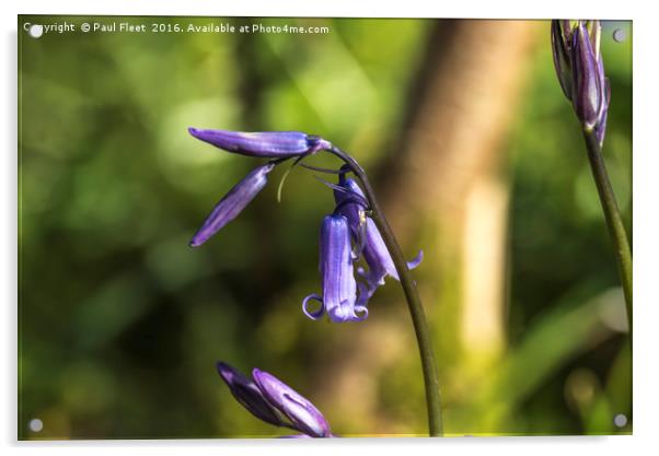 Vibrant Bluebell Flower Acrylic by Paul Fleet