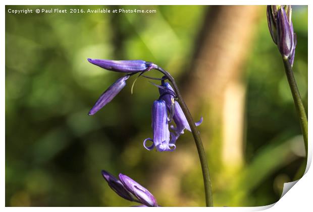 Vibrant Bluebell Flower Print by Paul Fleet