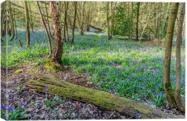 Old Bluebell Wood Canvas Print by Paul Fleet