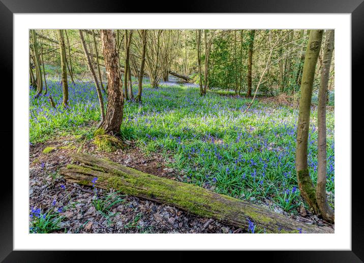 Old Bluebell Wood Framed Mounted Print by Paul Fleet