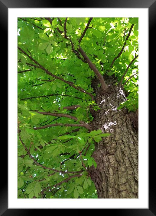 shade of the tree Framed Mounted Print by Marinela Feier