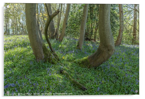 Ancient Bluebell Wood Acrylic by Paul Fleet