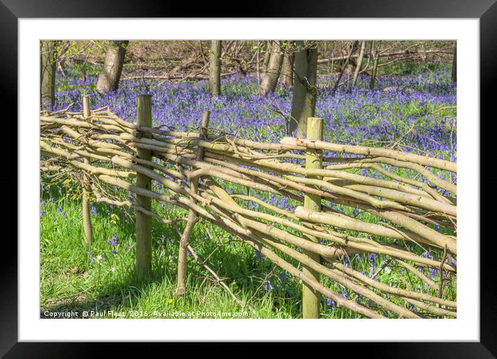 Wicker Fence around Bluebell Wood Framed Mounted Print by Paul Fleet