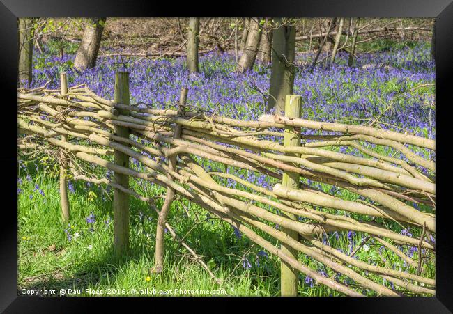 Wicker Fence around Bluebell Wood Framed Print by Paul Fleet