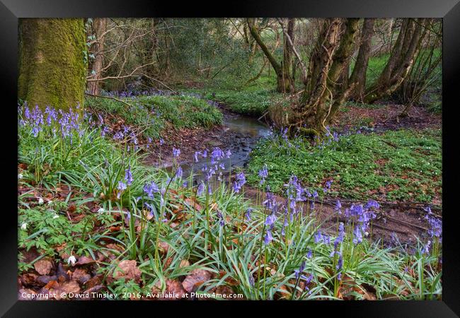 Bluebells by the Brook Framed Print by David Tinsley