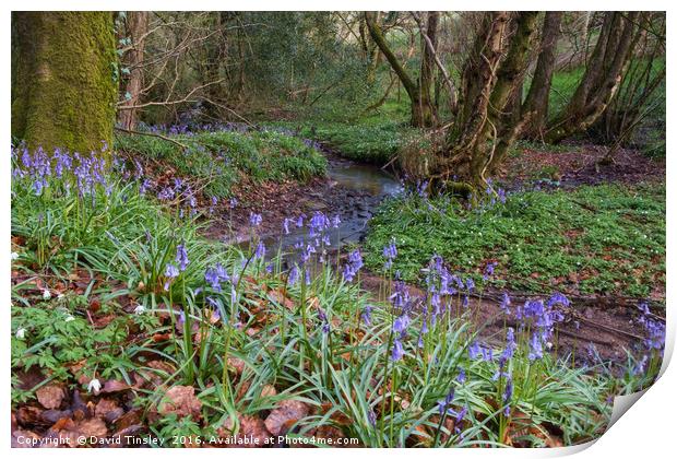 Bluebells by the Brook Print by David Tinsley