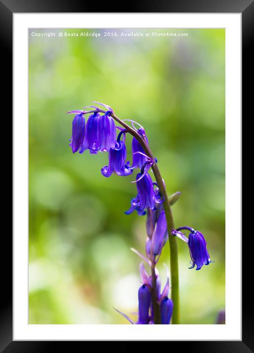 Bluebell flowers Framed Mounted Print by Beata Aldridge