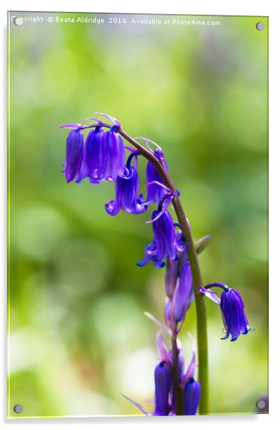 Bluebell flowers Acrylic by Beata Aldridge
