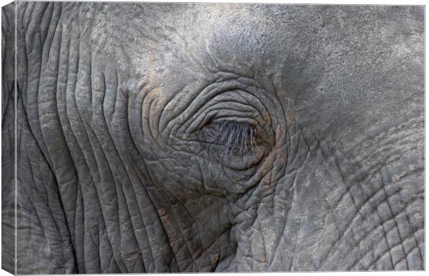 Eye of an Elephant Canvas Print by Tony Murtagh