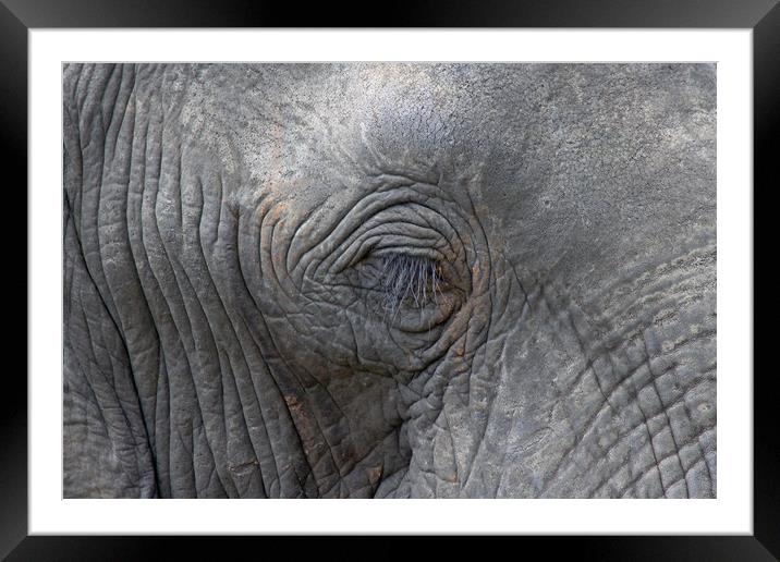 Eye of an Elephant Framed Mounted Print by Tony Murtagh