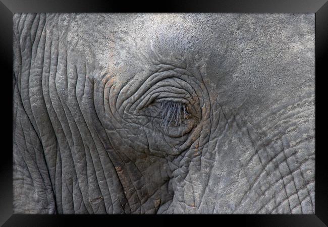 Eye of an Elephant Framed Print by Tony Murtagh