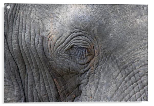 Eye of an Elephant Acrylic by Tony Murtagh