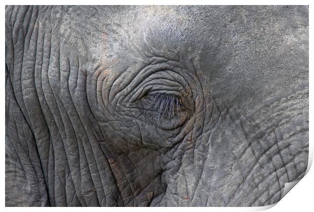 Eye of an Elephant Print by Tony Murtagh