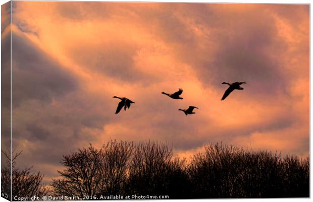 Home To Roost Canvas Print by David Smith