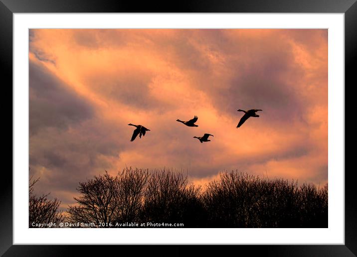 Home To Roost Framed Mounted Print by David Smith
