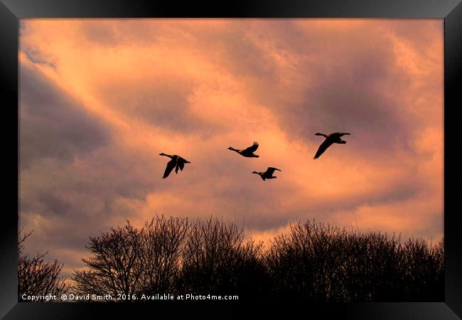 Home To Roost Framed Print by David Smith