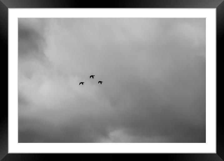 Formation flight Framed Mounted Print by Phil Moore