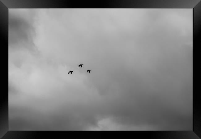 Formation flight Framed Print by Phil Moore