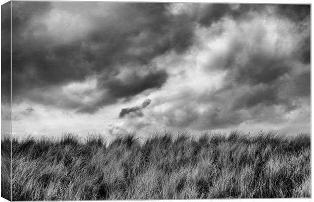 Grasslands Canvas Print by Phil Moore