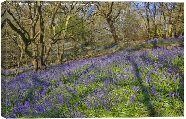 Bluebell hillside Canvas Print by Brian Fry