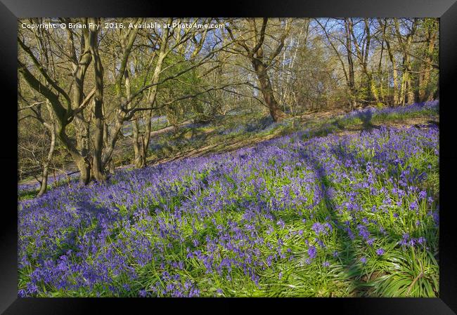 Bluebell hillside Framed Print by Brian Fry