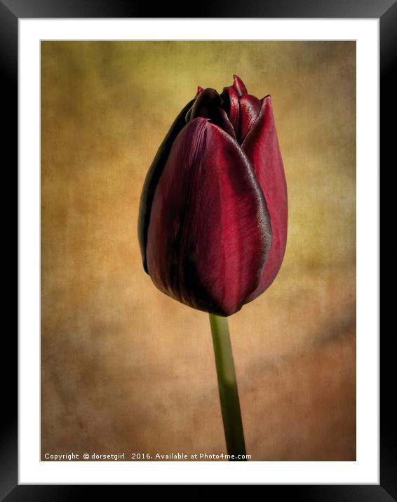 Black Beauty Framed Mounted Print by Susie Peek