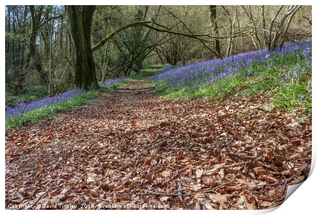 Bluebells and Beech Leaves Print by David Tinsley