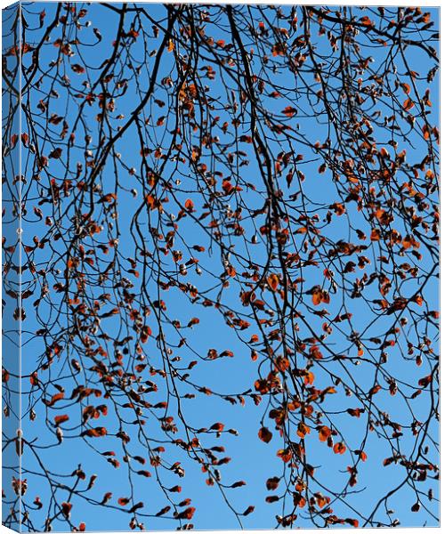 Copper Beech Canvas Print by Victor Burnside