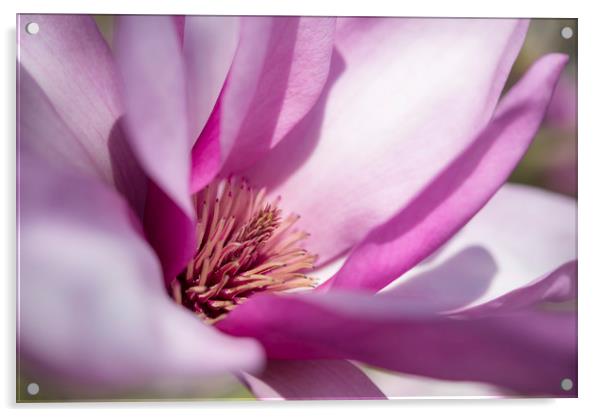 Pale purple Magnolia bloom Acrylic by Andrew Kearton