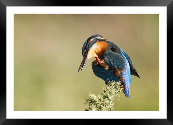 Kingfisher Itch Framed Mounted Print by Calum Dickson
