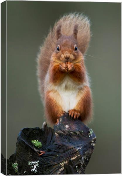 Red Squirrel Canvas Print by Calum Dickson