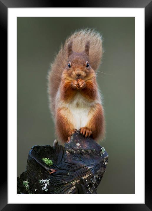 Red Squirrel Framed Mounted Print by Calum Dickson