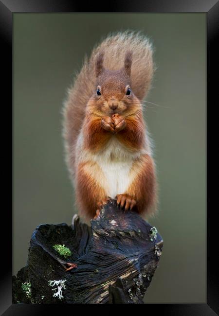 Red Squirrel Framed Print by Calum Dickson