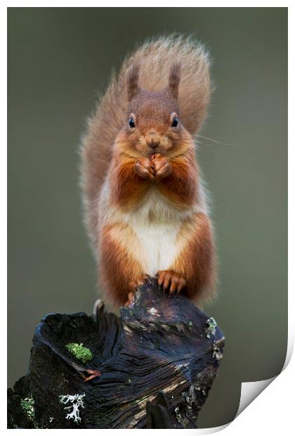 Red Squirrel Print by Calum Dickson
