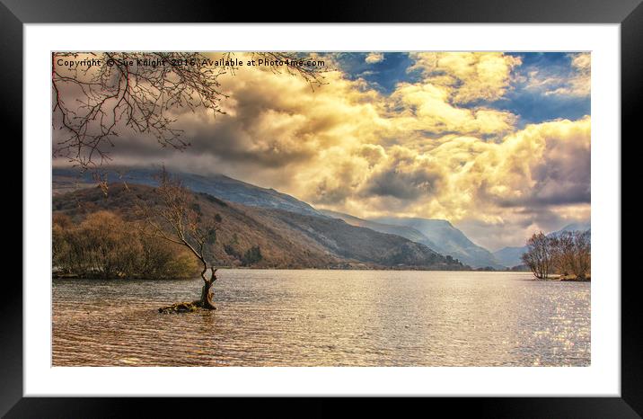 The tree in the lake. Llyn Padarn, Snowdonia, Nort Framed Mounted Print by Sue Knight