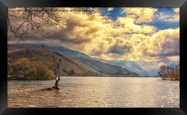 The tree in the lake. Llyn Padarn, Snowdonia, Nort Framed Print by Sue Knight