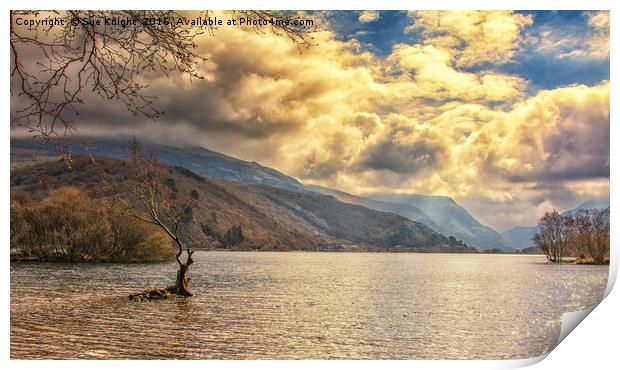 The tree in the lake. Llyn Padarn, Snowdonia, Nort Print by Sue Knight