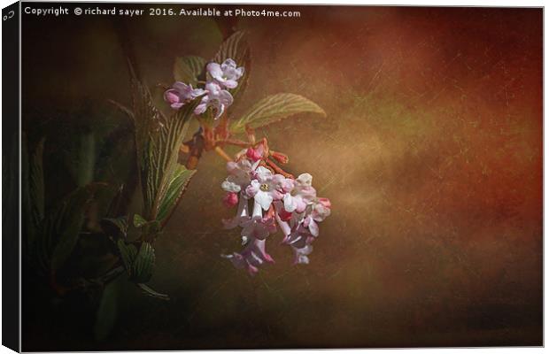 Spring Blossom Canvas Print by richard sayer