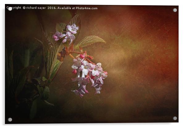 Spring Blossom Acrylic by richard sayer